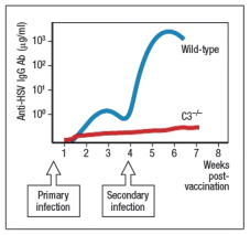  Individuals infected with herpes simplex virus (HSV) mount protective antibody responses directed against the surface glycoproteins of the virus. These antibodies are critical to viral clearance, contributing to viral neutralization as well as to complement-mediated and cytotoxic cell-mediated killing of infected target cells. Surprisingly, humans as well as mice deficient in the complement protein, C3, have greatly reduced antibody responses to T cell-dependent antigens, and are impaired in their ability to control HSV infections. When C3-deficient mice are infected with HSV, once at day 0 and then a second time 4 weeks later, their antibody response is altered compared to wild-type mice, as shown in Figure.     a) What is a likely explanation for the altered antibody response in the absence of complement C3? To test your hypothesis, the following experiment is performed. Wild-type and C3<sup>-/-</sup> mice are each inoculated with a replication-defective form of HSV (HSV-rd). This virus infects cells, stimulates innate immune responses, but is not able to replicate and spread in the body. For this experiment, mice are infected with varying doses of the HSV-rd virus, and peak IgG responses to the viral surface glycoproteins are measured. The results are shown in Figure.    b) What is the most likely explanation for these data? Do these results impact your answer to part (a)? Explain your reasoning. To further elucidate the function of complement C3 in the humoral immune response, a knockout mouse line lacking the receptor for C3 fragments is generated. This receptor is encoded by the Cr2 gene, so knockout mice lacking this gene are known as Cr2-/-.  Previous studies have indicated that the complement receptor encoded by the Cr2 gene is expressed on B cells and on the follicular dendritic cells that reside in B cell zones of secondary lymphoid organs. To distinguish the functions of the complement receptor on these two cell types, a series of bone marrow chimeras are generated. Wild-type bone marrow is used to reconstitute lethally irradiated Cr2<sup>-/-</sup> mice (wt \to Cr2-/-), or vice versa (Cr2-/- \to wt). As controls, Cr2<sup>-/-</sup> bone marrow is used to reconstitute Cr2-/- recipients (Cr2-/- \to Cr2-/-), and wild-type bone marrow used to reconstitute wild-type recipients (wt \to wt). These mice are then inoculated with the HSV-rd virus at 10<sup>6</sup> PFU, once at day 0 and then a second time at day 28, and the anti-HSV IgG responses are measured every 7 days, as shown in Figure.    c) From the data shown above, on which cell type is the expression of the complement receptor most important for humoral immunity? d) For each of the cell types expressing the complement receptor encoded by Cr2, what is the explanation for their importance in humoral immunity to HSV inoculation? 