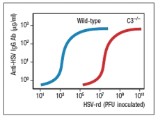  Individuals infected with herpes simplex virus (HSV) mount protective antibody responses directed against the surface glycoproteins of the virus. These antibodies are critical to viral clearance, contributing to viral neutralization as well as to complement-mediated and cytotoxic cell-mediated killing of infected target cells. Surprisingly, humans as well as mice deficient in the complement protein, C3, have greatly reduced antibody responses to T cell-dependent antigens, and are impaired in their ability to control HSV infections. When C3-deficient mice are infected with HSV, once at day 0 and then a second time 4 weeks later, their antibody response is altered compared to wild-type mice, as shown in Figure.     a) What is a likely explanation for the altered antibody response in the absence of complement C3? To test your hypothesis, the following experiment is performed. Wild-type and C3<sup>-/-</sup> mice are each inoculated with a replication-defective form of HSV (HSV-rd). This virus infects cells, stimulates innate immune responses, but is not able to replicate and spread in the body. For this experiment, mice are infected with varying doses of the HSV-rd virus, and peak IgG responses to the viral surface glycoproteins are measured. The results are shown in Figure.    b) What is the most likely explanation for these data? Do these results impact your answer to part (a)? Explain your reasoning. To further elucidate the function of complement C3 in the humoral immune response, a knockout mouse line lacking the receptor for C3 fragments is generated. This receptor is encoded by the Cr2 gene, so knockout mice lacking this gene are known as Cr2-/-.  Previous studies have indicated that the complement receptor encoded by the Cr2 gene is expressed on B cells and on the follicular dendritic cells that reside in B cell zones of secondary lymphoid organs. To distinguish the functions of the complement receptor on these two cell types, a series of bone marrow chimeras are generated. Wild-type bone marrow is used to reconstitute lethally irradiated Cr2<sup>-/-</sup> mice (wt \to Cr2-/-), or vice versa (Cr2-/- \to wt). As controls, Cr2<sup>-/-</sup> bone marrow is used to reconstitute Cr2-/- recipients (Cr2-/- \to Cr2-/-), and wild-type bone marrow used to reconstitute wild-type recipients (wt \to wt). These mice are then inoculated with the HSV-rd virus at 10<sup>6</sup> PFU, once at day 0 and then a second time at day 28, and the anti-HSV IgG responses are measured every 7 days, as shown in Figure.    c) From the data shown above, on which cell type is the expression of the complement receptor most important for humoral immunity? d) For each of the cell types expressing the complement receptor encoded by Cr2, what is the explanation for their importance in humoral immunity to HSV inoculation? 