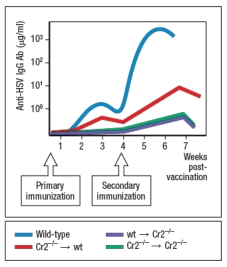  Individuals infected with herpes simplex virus (HSV) mount protective antibody responses directed against the surface glycoproteins of the virus. These antibodies are critical to viral clearance, contributing to viral neutralization as well as to complement-mediated and cytotoxic cell-mediated killing of infected target cells. Surprisingly, humans as well as mice deficient in the complement protein, C3, have greatly reduced antibody responses to T cell-dependent antigens, and are impaired in their ability to control HSV infections. When C3-deficient mice are infected with HSV, once at day 0 and then a second time 4 weeks later, their antibody response is altered compared to wild-type mice, as shown in Figure.     a) What is a likely explanation for the altered antibody response in the absence of complement C3? To test your hypothesis, the following experiment is performed. Wild-type and C3<sup>-/-</sup> mice are each inoculated with a replication-defective form of HSV (HSV-rd). This virus infects cells, stimulates innate immune responses, but is not able to replicate and spread in the body. For this experiment, mice are infected with varying doses of the HSV-rd virus, and peak IgG responses to the viral surface glycoproteins are measured. The results are shown in Figure.    b) What is the most likely explanation for these data? Do these results impact your answer to part (a)? Explain your reasoning. To further elucidate the function of complement C3 in the humoral immune response, a knockout mouse line lacking the receptor for C3 fragments is generated. This receptor is encoded by the Cr2 gene, so knockout mice lacking this gene are known as Cr2-/-.  Previous studies have indicated that the complement receptor encoded by the Cr2 gene is expressed on B cells and on the follicular dendritic cells that reside in B cell zones of secondary lymphoid organs. To distinguish the functions of the complement receptor on these two cell types, a series of bone marrow chimeras are generated. Wild-type bone marrow is used to reconstitute lethally irradiated Cr2<sup>-/-</sup> mice (wt \to Cr2-/-), or vice versa (Cr2-/- \to wt). As controls, Cr2<sup>-/-</sup> bone marrow is used to reconstitute Cr2-/- recipients (Cr2-/- \to Cr2-/-), and wild-type bone marrow used to reconstitute wild-type recipients (wt \to wt). These mice are then inoculated with the HSV-rd virus at 10<sup>6</sup> PFU, once at day 0 and then a second time at day 28, and the anti-HSV IgG responses are measured every 7 days, as shown in Figure.    c) From the data shown above, on which cell type is the expression of the complement receptor most important for humoral immunity? d) For each of the cell types expressing the complement receptor encoded by Cr2, what is the explanation for their importance in humoral immunity to HSV inoculation? 