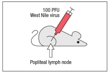   West Nile virus (WNV) is a human pathogen that is transmitted by mosquitoes, which inject the virus into the host while they are feeding. To study the immune response to WNV, mice can be infected by injecting 100 PFU of virus into the footpad. This generates a robust immune response 7 days post-infection in the popliteal lymph node (LN), located behind the knee, as indicated in Figure.      Popliteal LN cells are isolated from the mouse shown above at day 7 post-infection, and the T cells are stimulated in vitro with the WNV peptide P33 plus dendritic cells isolated from a non-infected mouse of the same strain. Five hours later, the CD8 T cells in the culture are analyzed for their ability to produce the cytokine IFN- \gamma , and the numbers of IFN- \gamma -producing CD8 T cells are quantified. As a control, T cells are also stimulated with an irrelevant non-viral peptide (ova) plus dendritic cells. The results are shown in Figure.       a) Why is the T cell response different between the two lymph node populations?  To identify the important antigen-presenting cell required to activate WNV-specific CD8 T cells in the popliteal LN, wild-type mice and Batf3-/- mice are each immunized with 100 PFU of WNV in the left footpad, as above. Previous studies have indicated that Batf3-/- mice lack one particular subset of conventional dendritic cells, known as CD8 \alpha + dendritic cells (DC), but otherwise appear to have normal numbers and subsets of all other immune cell populations (e.g., T cells, B cells, macrophages, etc.). The results of this experiment are shown in Figure         b) Name two possible functions of CD8 \alpha + dendritic cells that could account for the results seen in the Batf3<sup>-/-</sup> mice immunized with WNV. To distinguish between the possible functions of CD8 \alpha + dendritic cells, another set of wild-type and Batf3<sup>-/-</sup> mice are immunized with 100 PFU of WNV in the left footpad. At day 7 post-infection, the left popliteal LN are isolated from the mice, and the CD4 T cells in these LN populations are tested for responses to a WNV peptide bound to MHC class II (peptide Y). As a negative control, an MHC class II-binding peptide from ova is used. These results are shown in Figure .      c) Do these results rule in/out either of your proposed functions of CD8 \alpha + dendritic cells indicated in answer to part (b)? Why or why not? 