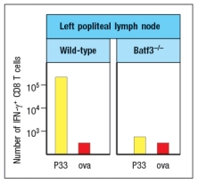   West Nile virus (WNV) is a human pathogen that is transmitted by mosquitoes, which inject the virus into the host while they are feeding. To study the immune response to WNV, mice can be infected by injecting 100 PFU of virus into the footpad. This generates a robust immune response 7 days post-infection in the popliteal lymph node (LN), located behind the knee, as indicated in Figure.      Popliteal LN cells are isolated from the mouse shown above at day 7 post-infection, and the T cells are stimulated in vitro with the WNV peptide P33 plus dendritic cells isolated from a non-infected mouse of the same strain. Five hours later, the CD8 T cells in the culture are analyzed for their ability to produce the cytokine IFN- \gamma , and the numbers of IFN- \gamma -producing CD8 T cells are quantified. As a control, T cells are also stimulated with an irrelevant non-viral peptide (ova) plus dendritic cells. The results are shown in Figure.       a) Why is the T cell response different between the two lymph node populations?  To identify the important antigen-presenting cell required to activate WNV-specific CD8 T cells in the popliteal LN, wild-type mice and Batf3-/- mice are each immunized with 100 PFU of WNV in the left footpad, as above. Previous studies have indicated that Batf3-/- mice lack one particular subset of conventional dendritic cells, known as CD8 \alpha + dendritic cells (DC), but otherwise appear to have normal numbers and subsets of all other immune cell populations (e.g., T cells, B cells, macrophages, etc.). The results of this experiment are shown in Figure         b) Name two possible functions of CD8 \alpha + dendritic cells that could account for the results seen in the Batf3<sup>-/-</sup> mice immunized with WNV. To distinguish between the possible functions of CD8 \alpha + dendritic cells, another set of wild-type and Batf3<sup>-/-</sup> mice are immunized with 100 PFU of WNV in the left footpad. At day 7 post-infection, the left popliteal LN are isolated from the mice, and the CD4 T cells in these LN populations are tested for responses to a WNV peptide bound to MHC class II (peptide Y). As a negative control, an MHC class II-binding peptide from ova is used. These results are shown in Figure .      c) Do these results rule in/out either of your proposed functions of CD8 \alpha + dendritic cells indicated in answer to part (b)? Why or why not? 