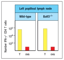   West Nile virus (WNV) is a human pathogen that is transmitted by mosquitoes, which inject the virus into the host while they are feeding. To study the immune response to WNV, mice can be infected by injecting 100 PFU of virus into the footpad. This generates a robust immune response 7 days post-infection in the popliteal lymph node (LN), located behind the knee, as indicated in Figure.      Popliteal LN cells are isolated from the mouse shown above at day 7 post-infection, and the T cells are stimulated in vitro with the WNV peptide P33 plus dendritic cells isolated from a non-infected mouse of the same strain. Five hours later, the CD8 T cells in the culture are analyzed for their ability to produce the cytokine IFN- \gamma , and the numbers of IFN- \gamma -producing CD8 T cells are quantified. As a control, T cells are also stimulated with an irrelevant non-viral peptide (ova) plus dendritic cells. The results are shown in Figure.       a) Why is the T cell response different between the two lymph node populations?  To identify the important antigen-presenting cell required to activate WNV-specific CD8 T cells in the popliteal LN, wild-type mice and Batf3-/- mice are each immunized with 100 PFU of WNV in the left footpad, as above. Previous studies have indicated that Batf3-/- mice lack one particular subset of conventional dendritic cells, known as CD8 \alpha + dendritic cells (DC), but otherwise appear to have normal numbers and subsets of all other immune cell populations (e.g., T cells, B cells, macrophages, etc.). The results of this experiment are shown in Figure         b) Name two possible functions of CD8 \alpha + dendritic cells that could account for the results seen in the Batf3<sup>-/-</sup> mice immunized with WNV. To distinguish between the possible functions of CD8 \alpha + dendritic cells, another set of wild-type and Batf3<sup>-/-</sup> mice are immunized with 100 PFU of WNV in the left footpad. At day 7 post-infection, the left popliteal LN are isolated from the mice, and the CD4 T cells in these LN populations are tested for responses to a WNV peptide bound to MHC class II (peptide Y). As a negative control, an MHC class II-binding peptide from ova is used. These results are shown in Figure .      c) Do these results rule in/out either of your proposed functions of CD8 \alpha + dendritic cells indicated in answer to part (b)? Why or why not? 