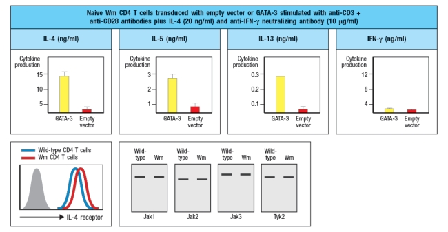  A mouse line (called 'Wm') is discovered that has an unexpected immunodeficiency. Genetic studies indicate that the immunodeficiency is due to a single gene defect. The Wm mice have normal numbers of all immune cell lineages, including T cell, B cells, macrophages, dendritic cells, NK cells, and granulocytes. When infected with viruses or intracellular bacteria and protozoa, the Wm mice mount normal protective T cell responses and clear the infections. However, given a helminthic parasite infection, the Wm mice cannot clear the infection and succumb to the disease. A set of wild-type (WT) and Wm mice were infected with the helminthic parasite, Nippostrongylus brasiliensis, and cytokine production by the CD4 T cells was analyzed. For this experiment, CD4 T cells were isolated from mice at day 8 post-infection, stimulated in vitro for 24 hr stimulation with anti-CD3 antibody to elicit cytokine secretion, and then cytokine levels in the culture supernatants were examined by ELISA. The results are shown in Figure.      a) What process is likely defective in the Wm mice? b) Which molecules are the best candidates for the defective gene in Wm mice? Note that the transcription factor GATA-3 is not a likely candidate gene, as GATA-3-deficient mice have an early block in T cell development in the thymus, and completely lack all T cells.and Wm mice and were stimulated in vitro with anti-CD3 plus anti-CD28 antibodies, in the presence of additional cytokines and blocking antibodies as indicated. After three days of stimulation, the T cells are isolated, washed, and restimulated with anti-CD3 antibody in medium lacking any cytokines or antibodies. After 24 hr, the cytokines present in the supernatants of these restimulated CD4 T cells are examined by ELISA. These data are show in Figure.     c) Do these results change your answers to parts (a) or (b) above? To continue to identify the molecule or pathway defective in Wm T cells, CD4 T cells are isolated from Wm mice and stimulated in vitro with anti-CD3 + anti-CD28 antibodies in the presence of IL-4 and anti-IFN- \gamma  antibody, as above. One day later, the cells are transduced with a vector expressing the transcription factor GATA3. From this vector, GATA3 will be expressed constitutively and at high levels, in all of the T cells. As a control, an 'empty' vector (not containing GATA-3) is also transduced into Wm CD4 T cells. Three days later, the cells are washed and restimulated for cytokine secretion analysis by ELISA, as above. Additionally, flow cytometry analysis of naive wild-type and Wm CD4 T cells stained with an antibody to the IL-4 receptor was performed, and the results are shown.and Wm CD4 T cells was then performed to examine the expression of the four Jak-family tyrosine kinases required for downstream signaling induced by the cytokine receptors expressed on T cells. The results from these experiments are shown in Figure.     d) With the new information provided by the data shown above, name the most likely candidate molecule for the defect in Wm T cells, and explain your reasoning. 