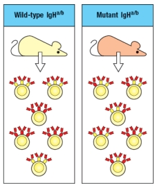 A wild-type mouse that is heterozygous for two immunoglobulin heavy chain alleles (IgH<sup>a/b</sup>) generates the population of B cells shown on the left of Figure . A mouse strain, also IgH<sup>a/b</sup>, carries an inactivating mutation in the VpreB gene. In addition to producing fewer mature B cells than the wild-type mice, the VpreB-deficient mice generate B cells as shown on the right.    What is the explanation of the difference seen between the wild-type and the VpreB-mutant B cells?