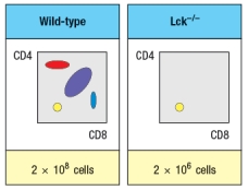  Synthesis question: To investigate how T-cell receptor signaling regulates T cell development in the thymus, a mutant mouse is generated with a deficiency in the T cell tyrosine kinase, LCK (Lck<sup>-/-</sup> mice). Analysis of thymocytes from these mice, stained with antibodies to CD4 and CD8, is shown in Figure.     a) What is the explanation for the altered number and subsets of thymocytes in Lck-/- mice? Due to the defect observed in the germline Lck-deficient  mice, it is not possible to use these mice to examine any potential role for this T-cell receptor signaling protein at later stages of thymocyte development. To circumvent this problem, conditional Lck-deficient mice are generated by crossing mice with a homozygous 'floxed' allele of Lck (Lck<sup>fl/fl</sup>) to mice that express the cre recombinase in CD4<sup>+</sup>CD8<sup>+</sup> double-positive thymocytes (i.e., CD4-cre). When cre is expressed at the double-positive stage, the Lck gene is deleted, and thymocytes become Lck-deficient at that time. The thymocyte profile of these Lck<sup>fl/fl</sup> x CD4-cre mice is shown in Figure.      b) What is the explanation for the altered thymocyte profile seen in Lck<sup>fl/fl</sup> x CD4-cre mice? To further assess the impact of altered T-cell receptor signaling on thymocyte development, another line of mice is generated that express a super-active version of the Lck kinase (called 'Lck-super') under control of the CD4 promoter. This super-active Lck is expressed starting at the double-positive stage in the thymus. Lck-super is activated by T-cell receptor signaling, just like wild-type Lck, but when activated has an approximately tenfold increased kinase activity. Surprisingly, mice expressing Lck-super do not develop increased numbers of mature T cells, but instead, show the following.      c) What is the most likely explanation for the altered profile of thymocytes seen in the Lck-super mice? Struck by the findings in the Lck-super mice, an investigator performs one further experiment. This researcher clones the rearranged T-cell receptor  \alpha  and  \beta  chain genes from two CD4 single-positive thymocytes: one that is isolated from a WT thymus, and the second, isolated from an Lck-super thymus. Each T-cell receptor  \alpha : \beta  pair is used to generate a T-cell receptor transgenic line, so that nearly 100% of all double-positive thymocytes in each transgenic line express only the transgenic T-cell receptor. The two T cell receptor transgenics are named based on which mouse line the receptor chains were originally isolated from. The one from the wild-type line is known as TCR-tg<sup>wt</sup>, and the one originally isolated from the Lck-super line is known as TCR-tg<sup>super</sup>. In each case, thymocytes from the T-cell receptor transgenic lines are analyzed on a wild-type background, or after crossing to the Lck-super line. The results are shown in Figure.     d) Explain the results observed in this experiment. 