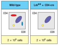  Synthesis question: To investigate how T-cell receptor signaling regulates T cell development in the thymus, a mutant mouse is generated with a deficiency in the T cell tyrosine kinase, LCK (Lck<sup>-/-</sup> mice). Analysis of thymocytes from these mice, stained with antibodies to CD4 and CD8, is shown in Figure.     a) What is the explanation for the altered number and subsets of thymocytes in Lck-/- mice? Due to the defect observed in the germline Lck-deficient  mice, it is not possible to use these mice to examine any potential role for this T-cell receptor signaling protein at later stages of thymocyte development. To circumvent this problem, conditional Lck-deficient mice are generated by crossing mice with a homozygous 'floxed' allele of Lck (Lck<sup>fl/fl</sup>) to mice that express the cre recombinase in CD4<sup>+</sup>CD8<sup>+</sup> double-positive thymocytes (i.e., CD4-cre). When cre is expressed at the double-positive stage, the Lck gene is deleted, and thymocytes become Lck-deficient at that time. The thymocyte profile of these Lck<sup>fl/fl</sup> x CD4-cre mice is shown in Figure.      b) What is the explanation for the altered thymocyte profile seen in Lck<sup>fl/fl</sup> x CD4-cre mice? To further assess the impact of altered T-cell receptor signaling on thymocyte development, another line of mice is generated that express a super-active version of the Lck kinase (called 'Lck-super') under control of the CD4 promoter. This super-active Lck is expressed starting at the double-positive stage in the thymus. Lck-super is activated by T-cell receptor signaling, just like wild-type Lck, but when activated has an approximately tenfold increased kinase activity. Surprisingly, mice expressing Lck-super do not develop increased numbers of mature T cells, but instead, show the following.      c) What is the most likely explanation for the altered profile of thymocytes seen in the Lck-super mice? Struck by the findings in the Lck-super mice, an investigator performs one further experiment. This researcher clones the rearranged T-cell receptor  \alpha  and  \beta  chain genes from two CD4 single-positive thymocytes: one that is isolated from a WT thymus, and the second, isolated from an Lck-super thymus. Each T-cell receptor  \alpha : \beta  pair is used to generate a T-cell receptor transgenic line, so that nearly 100% of all double-positive thymocytes in each transgenic line express only the transgenic T-cell receptor. The two T cell receptor transgenics are named based on which mouse line the receptor chains were originally isolated from. The one from the wild-type line is known as TCR-tg<sup>wt</sup>, and the one originally isolated from the Lck-super line is known as TCR-tg<sup>super</sup>. In each case, thymocytes from the T-cell receptor transgenic lines are analyzed on a wild-type background, or after crossing to the Lck-super line. The results are shown in Figure.     d) Explain the results observed in this experiment. 