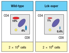  Synthesis question: To investigate how T-cell receptor signaling regulates T cell development in the thymus, a mutant mouse is generated with a deficiency in the T cell tyrosine kinase, LCK (Lck<sup>-/-</sup> mice). Analysis of thymocytes from these mice, stained with antibodies to CD4 and CD8, is shown in Figure.     a) What is the explanation for the altered number and subsets of thymocytes in Lck-/- mice? Due to the defect observed in the germline Lck-deficient  mice, it is not possible to use these mice to examine any potential role for this T-cell receptor signaling protein at later stages of thymocyte development. To circumvent this problem, conditional Lck-deficient mice are generated by crossing mice with a homozygous 'floxed' allele of Lck (Lck<sup>fl/fl</sup>) to mice that express the cre recombinase in CD4<sup>+</sup>CD8<sup>+</sup> double-positive thymocytes (i.e., CD4-cre). When cre is expressed at the double-positive stage, the Lck gene is deleted, and thymocytes become Lck-deficient at that time. The thymocyte profile of these Lck<sup>fl/fl</sup> x CD4-cre mice is shown in Figure.      b) What is the explanation for the altered thymocyte profile seen in Lck<sup>fl/fl</sup> x CD4-cre mice? To further assess the impact of altered T-cell receptor signaling on thymocyte development, another line of mice is generated that express a super-active version of the Lck kinase (called 'Lck-super') under control of the CD4 promoter. This super-active Lck is expressed starting at the double-positive stage in the thymus. Lck-super is activated by T-cell receptor signaling, just like wild-type Lck, but when activated has an approximately tenfold increased kinase activity. Surprisingly, mice expressing Lck-super do not develop increased numbers of mature T cells, but instead, show the following.      c) What is the most likely explanation for the altered profile of thymocytes seen in the Lck-super mice? Struck by the findings in the Lck-super mice, an investigator performs one further experiment. This researcher clones the rearranged T-cell receptor  \alpha  and  \beta  chain genes from two CD4 single-positive thymocytes: one that is isolated from a WT thymus, and the second, isolated from an Lck-super thymus. Each T-cell receptor  \alpha : \beta  pair is used to generate a T-cell receptor transgenic line, so that nearly 100% of all double-positive thymocytes in each transgenic line express only the transgenic T-cell receptor. The two T cell receptor transgenics are named based on which mouse line the receptor chains were originally isolated from. The one from the wild-type line is known as TCR-tg<sup>wt</sup>, and the one originally isolated from the Lck-super line is known as TCR-tg<sup>super</sup>. In each case, thymocytes from the T-cell receptor transgenic lines are analyzed on a wild-type background, or after crossing to the Lck-super line. The results are shown in Figure.     d) Explain the results observed in this experiment. 