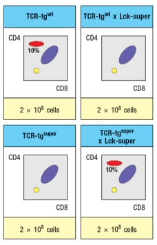  Synthesis question: To investigate how T-cell receptor signaling regulates T cell development in the thymus, a mutant mouse is generated with a deficiency in the T cell tyrosine kinase, LCK (Lck<sup>-/-</sup> mice). Analysis of thymocytes from these mice, stained with antibodies to CD4 and CD8, is shown in Figure.     a) What is the explanation for the altered number and subsets of thymocytes in Lck-/- mice? Due to the defect observed in the germline Lck-deficient  mice, it is not possible to use these mice to examine any potential role for this T-cell receptor signaling protein at later stages of thymocyte development. To circumvent this problem, conditional Lck-deficient mice are generated by crossing mice with a homozygous 'floxed' allele of Lck (Lck<sup>fl/fl</sup>) to mice that express the cre recombinase in CD4<sup>+</sup>CD8<sup>+</sup> double-positive thymocytes (i.e., CD4-cre). When cre is expressed at the double-positive stage, the Lck gene is deleted, and thymocytes become Lck-deficient at that time. The thymocyte profile of these Lck<sup>fl/fl</sup> x CD4-cre mice is shown in Figure.      b) What is the explanation for the altered thymocyte profile seen in Lck<sup>fl/fl</sup> x CD4-cre mice? To further assess the impact of altered T-cell receptor signaling on thymocyte development, another line of mice is generated that express a super-active version of the Lck kinase (called 'Lck-super') under control of the CD4 promoter. This super-active Lck is expressed starting at the double-positive stage in the thymus. Lck-super is activated by T-cell receptor signaling, just like wild-type Lck, but when activated has an approximately tenfold increased kinase activity. Surprisingly, mice expressing Lck-super do not develop increased numbers of mature T cells, but instead, show the following.      c) What is the most likely explanation for the altered profile of thymocytes seen in the Lck-super mice? Struck by the findings in the Lck-super mice, an investigator performs one further experiment. This researcher clones the rearranged T-cell receptor  \alpha  and  \beta  chain genes from two CD4 single-positive thymocytes: one that is isolated from a WT thymus, and the second, isolated from an Lck-super thymus. Each T-cell receptor  \alpha : \beta  pair is used to generate a T-cell receptor transgenic line, so that nearly 100% of all double-positive thymocytes in each transgenic line express only the transgenic T-cell receptor. The two T cell receptor transgenics are named based on which mouse line the receptor chains were originally isolated from. The one from the wild-type line is known as TCR-tg<sup>wt</sup>, and the one originally isolated from the Lck-super line is known as TCR-tg<sup>super</sup>. In each case, thymocytes from the T-cell receptor transgenic lines are analyzed on a wild-type background, or after crossing to the Lck-super line. The results are shown in Figure.     d) Explain the results observed in this experiment. 