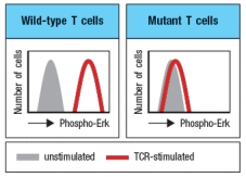  T cells with defective TCR signaling are discovered, and found to have an inactivating mutation in a key TCR signaling protein. Using an antibody that recognizes the phosphorylated (activated)  form of the Erk Map-kinase, stimulated T cells are permeabilized, stained with this antibody, and analyzed on the flow cytometer. These data are shown in Figure Q21) .   Figure Q21)  Additional experiments examining Ca<sup>2</sup><sup>+</sup> influx into T cells following TCR stimulation show a normal response in the mutant T cells. One likely candidate gene that could be mutated in the defective cells is: A)  PLC- \gamma  B)  ITK C)  RasGRP D)  Calcineurin E)  WASp 