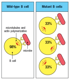  A mutant B cell line is examined by confocal microscopy after incubation with a microbial pathogen recognized by the BCR on these B cells. The B cells have been stained with antibodies to visualize the localization of polymerized actin and microtubules. As a control, wild-type B cells are examined. The results are shown in Figure, with the numbers indicating the proportion of cells examined that show each pattern of staining.     To identify the specific signaling defect in these mutant B cells, a reasonable biochemical assay would be to: A)  Determine if BCR stimulation of mutant B cells produces enhanced binding of the B cell to the microbe B)  Determine whether the mutant B cells have reduced levels of the enzyme Protein kinase C- \theta  C)  Determine whether the mutant B cells are overexpressing the enzyme Vav D)  Determine whether BCR stimulation of mutant B cells promotes exchange of GDP for GTP on cdc42 E)  Determine whether BCR stimulation of mutant B cells produces increased levels of DAG 