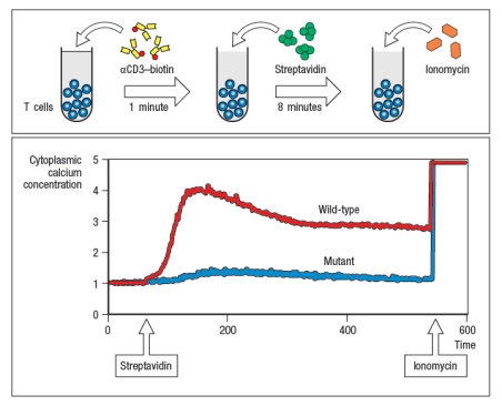  Antigen receptor signaling and lymphocyte activation.antibody coupled to biotin, followed by cross-linking with Streptavidin (S-Av). As the antibody and then S-Av are added, the cells are run on the flow cytometer to examine the fluorescence of the Ca<sup>2</sup><sup>+</sup>-sensitive dye. After several minutes of analysis, the cells are stimulated with ionomycin (Iono), to induce Ca<sup>2</sup><sup>+</sup> influx; this is used as a positive control to ensure that the cells are loaded with the dye. In Figure Q41)A, the characteristic pattern of Ca<sup>2</sup><sup>+</sup> influx is shown in the red line (wild-type; WT), where TCR stimulation causes a sharp rise in cytoplasmic Ca<sup>2</sup><sup>+</sup>, followed by a slow decline over hours. As shown below, cytoplasmic Ca<sup>2</sup><sup>+</sup> concentrations do not normally return to baseline for the timecourse of this experiment. A mutant mouse is identified with a defect in T cell activation in response to TCR stimulation. The calcium response of T cells from the mutant mouse is shown in the blue line.    a)  Given these data, name three T cell signaling proteins that could be defective in the mutant T cells. Then name three T cell signaling proteins that could not be responsible for this defect, even if mutated.  Additional experiments are performed to analyze protein tyrosine phosphorylation in response to TCR stimulation. For these experiments, T cells are stimulated with anti-CD3 antibody, and then lysates are prepared and run on a protein (SDS-PAGE) gel to separate the proteins by molecular weight. The proteins are transferred from the gel to a membrane for immunoblotting using an antibody that binds to all phosphorylated tyrosine residues in any protein; this antibody is called ‘anti-phospho-tyrosine antibody,’ and is abbreviated as anti-P-Y. The results are shown in Figure .     You confirm that the mutant T cells express normal levels of all the proteins detected in the WT cells, including PLC- \gamma , SLP-76, ITK, ZAP-70, LCK, LAT, and the CD3 and TCR \zeta  proteins. b) Based on these additional data, which of the candidate proteins in your answer to part (a) are ruled out? Briefly explain your answer. c) What protein is most likely defective in the mutant cells and why? d) For the protein you named in your answer to part (c), which amino acids or domain of the protein could be mutated to account for all the data. 