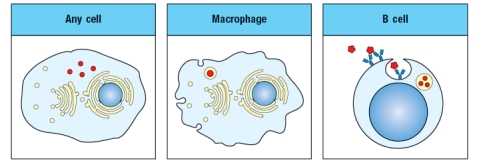 The diagram in Figure  shows a pathogen (in red) that is present in different cellular compartments of each of the cell types shown. In each case, a specific T cell subset will recognize peptides of that pathogen presented on MHC molecules on the surface of the cell, and will execute its effector function. From the list below, match the appropriate T cell effector response to the cell type and location of the pathogen.    i. CD4 T cell killing of target cell ii. CD8 T cell killing of target cell iii. CD4 T cell activation of target cell's antibody production iv. CD8 T cell activation of target cell's antibody production v. CD4 T cell activation of target cell's ability to kill intracellular pathogen vi. CD8 T cell activation of target cell's ability to kill intracellular pathogen