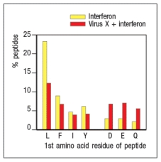 Virus infections induce production of interferons that act on infected cells to enhance their recognition by CD8 cytotoxic T cells. To counter these mechanisms, viruses often encode proteins that interfere with antigen processing and presentation. In an experiment, cells infected with Virus X are treated with interferon and compared with uninfected cells treated with interferon. Proteasomes are isolated from the two cell populations and their enzymatic activities are compared. The data in Figure show the amino acid preferences for cleavage of peptides by the two samples of proteasomes.    Based on these data, Virus X most likely encodes a protein that interferes with: A)  The expression of MHC class I on the surface of the infected cell B)  The rate at which peptides are produced from intact proteins in the infected cell C)  The transport of peptides from the cytosol to the endoplasmic reticulum in the infected cell D)  The replacement of constitutive proteasome subunits with immunoproteasome subunits in the infected cell E)  The development of CD8 T cells in the thymus by inhibiting the thymoproteasome