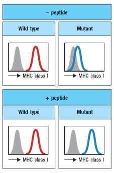 A cell line carrying a mutation in a single gene is found to express very low levels of MHC class I on its surface. When infected with influenza virus, these cells are not recognized nor are they killed by a CD8 T cell line specific for an influenza peptide bound to the MHC class I protein expressed by these cells. Incubation of the mutant cell line with a large excess of this peptide in the cell culture medium overnight leads to the results shown in   What is the most likely candidate for the gene that is defective in the mutant cell line?