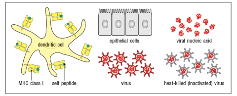 The virus shown in the diagram below is only able to infect and replicate in epithelial cells. In order for the cross-presenting dendritic cell to display viral peptides, rather than self peptides on its surface MHC class I proteins, which of the following procedures could be utilized, starting with the components shown in Figure?     A)  Mix epithelial cells with heat-killed virus, wait 24 hrs, wash away any virus particles outside the epithelial cells, then add epithelial cells to dendritic cells. B)  Mix epithelial cells with viral peptides, wait 24 hrs, wash away any viral peptides not bound to the epithelial cells, then add epithelial cells to dendritic cells. C)  Mix epithelial cells with live virus particles, wait 24 hrs, wash away any virus particles outside the epithelial cells, then add epithelial cells to dendritic cells. D)  Mix dendritic cells with viral nucleic acids and epithelial cells for 24 hrs. E)  MIx epithelial cells will viral nucleic acids, wait 24 hrs, wash away any viral nucleic acid remaining outside the epithelial cells, then add epithelial cells to dendritic cells.