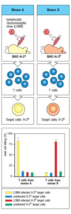 The experiment shown in Figure uses two strains of mice that differ in their MHC genes. Strain A is H-2<sup>a </sup>and Strain B is H-2<sup>b</sup>. Mice of each strain are infected with the virus LCMV, and T cells are isolated at day 8 post-infection. These T cells are mixed with target cells that express either H-2<sup>a </sup>or H-2<sup>b</sup>; in each case, the target cells are either uninfected or infected with LCMV. After a four-hour incubation of T cells with target cells, the percentage of target cells lysed by the T cells is shown in the graph.    The explanation for the results of this experiment is: A)  Mice of strain B do not make a T cell response to LCMV. B)  Mice of strain A make a more robust T cell response to LCMV than mice of strain B. C)  Target cells that express H-2<sup>b</sup> cannot be infected with LCMV. D)  T cells from mice of strain A only recognize viral peptides on target cells expressing H-2<sup>a</sup>. E)  LCMV peptides do not bind to MHC class I molecules from H-2<sup>b</sup> mice.