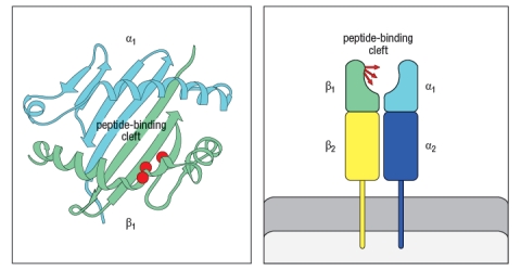  In the 1980s, a mutant strain of mice was identified, carrying amino acid changes in the MHC class II gene. This mutant strain was derived from C57Bl/6 mice, which carry the H-2<sup>b</sup> haplotype. Inbred H-2<sup>b</sup> mice express only one MHC class II protein, called A<sup>b</sup>. The mutant strain, called 'bm12' was found to have 3 amino acid changes in the A<sup>b</sup> protein, at positions 67, 70, and 71 of the Aβ chain. The positions of these amino acid changes on the MHC class II structure are shown below by the red circles in Figure . On the right, the side view diagram of MHC class II shows the direction of these three amino acid side chains.    Initial experiments with wild-type C57Bl/6 mice and bm12 mice showed that the wild-type mice made a robust CD4 T cell response after immunization with the insulin protein isolated from a cow; in contrast, the bm12 mice failed to make any detectable response to this foreign protein. Epitope mapping studies identified amino acid residues 1–14 of the bovine insulin A chain as the peptide recognized by CD4 T cells from wild-type mice. a) What is the most likely explanation for the failure of bm12 mice to make a CD4 T cell response to bovine insulin? In a second set of experiments, T cells from wild-type (WT) or bm12 mice were mixed in vitro with antigen-presenting cells (APCs), in the presence or absence of the superantigen staphylococcal enterotoxin B (SEB), and T cell proliferation was measured. The data from these experiments are shown in Figure.     b) What is the explanation for the results in Rows 1–4 of the table? c) Why does the T cell response to SEB (Rows 5–8) show a different pattern than the response to bovine insulin? d) In the table above, T cell proliferation was measured after 4 days of incubation of T cells, APCs, +/- SEB. If one isolated the T cells at the end of the incubation for the six conditions in which robust proliferation was seen (Rows 2, 3, 5-8), and stained the T cells with each antibody (separately) from a panel of antibodies that recognize each of the mouse V \beta  domains (i.e., an antibody to V \beta  1, an antibody to V \beta  2, etc), what result would be expected? 