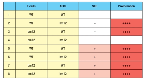  In the 1980s, a mutant strain of mice was identified, carrying amino acid changes in the MHC class II gene. This mutant strain was derived from C57Bl/6 mice, which carry the H-2<sup>b</sup> haplotype. Inbred H-2<sup>b</sup> mice express only one MHC class II protein, called A<sup>b</sup>. The mutant strain, called 'bm12' was found to have 3 amino acid changes in the A<sup>b</sup> protein, at positions 67, 70, and 71 of the Aβ chain. The positions of these amino acid changes on the MHC class II structure are shown below by the red circles in Figure . On the right, the side view diagram of MHC class II shows the direction of these three amino acid side chains.    Initial experiments with wild-type C57Bl/6 mice and bm12 mice showed that the wild-type mice made a robust CD4 T cell response after immunization with the insulin protein isolated from a cow; in contrast, the bm12 mice failed to make any detectable response to this foreign protein. Epitope mapping studies identified amino acid residues 1–14 of the bovine insulin A chain as the peptide recognized by CD4 T cells from wild-type mice. a) What is the most likely explanation for the failure of bm12 mice to make a CD4 T cell response to bovine insulin? In a second set of experiments, T cells from wild-type (WT) or bm12 mice were mixed in vitro with antigen-presenting cells (APCs), in the presence or absence of the superantigen staphylococcal enterotoxin B (SEB), and T cell proliferation was measured. The data from these experiments are shown in Figure.     b) What is the explanation for the results in Rows 1–4 of the table? c) Why does the T cell response to SEB (Rows 5–8) show a different pattern than the response to bovine insulin? d) In the table above, T cell proliferation was measured after 4 days of incubation of T cells, APCs, +/- SEB. If one isolated the T cells at the end of the incubation for the six conditions in which robust proliferation was seen (Rows 2, 3, 5-8), and stained the T cells with each antibody (separately) from a panel of antibodies that recognize each of the mouse V \beta  domains (i.e., an antibody to V \beta  1, an antibody to V \beta  2, etc), what result would be expected? 