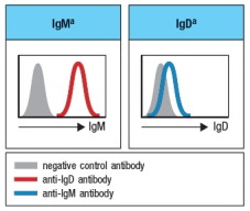  A mutagenesis screen performed on mice identified a gene with an important function in B cells. Analysis of B cells from the spleens of these mutant mice showed the results shown in Figure. However, when the C \delta  coding sequences were determined, no mutations in these DNA sequences were found. To study this further, genetic crosses were set-up with another mouse strain carrying an allelic variant of the immunoglobulin heavy chain locus. The original mutant mouse strain (strain A)  carries IgM<sup>a</sup> and IgD<sup>a</sup> alleles of these heavy chain genes. The second mouse strain (strain B)  carries the IgM<sup>b</sup> and IgD<sup>b</sup> alleles of the heavy chain genes. These two parental strains were crossed together, generating progeny that were all heterozygous for IgM and IgD alleles B were obtained.        Based on these data, the mutation in the original mutant mouse strain most likely inactivates: A)  The gene for a transcription factor required for IgD gene transcription B)  A regulatory region in the immunoglobulin heavy chain gene locus required for IgD gene transcription C)  The gene for a factor required for alternative mRNA splicing of the immunoglobulin heavy chain primary mRNA transcript D)  The gene encoding the RAG-1 or RAG-2 recombinase E)  The gene for a factor that is required for IgD surface expression 