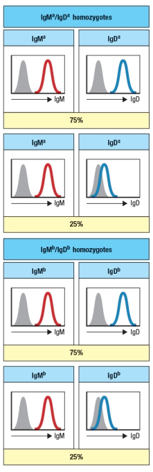  A mutagenesis screen performed on mice identified a gene with an important function in B cells. Analysis of B cells from the spleens of these mutant mice showed the results shown in Figure. However, when the C \delta  coding sequences were determined, no mutations in these DNA sequences were found. To study this further, genetic crosses were set-up with another mouse strain carrying an allelic variant of the immunoglobulin heavy chain locus. The original mutant mouse strain (strain A)  carries IgM<sup>a</sup> and IgD<sup>a</sup> alleles of these heavy chain genes. The second mouse strain (strain B)  carries the IgM<sup>b</sup> and IgD<sup>b</sup> alleles of the heavy chain genes. These two parental strains were crossed together, generating progeny that were all heterozygous for IgM and IgD alleles B were obtained.        Based on these data, the mutation in the original mutant mouse strain most likely inactivates: A)  The gene for a transcription factor required for IgD gene transcription B)  A regulatory region in the immunoglobulin heavy chain gene locus required for IgD gene transcription C)  The gene for a factor required for alternative mRNA splicing of the immunoglobulin heavy chain primary mRNA transcript D)  The gene encoding the RAG-1 or RAG-2 recombinase E)  The gene for a factor that is required for IgD surface expression 