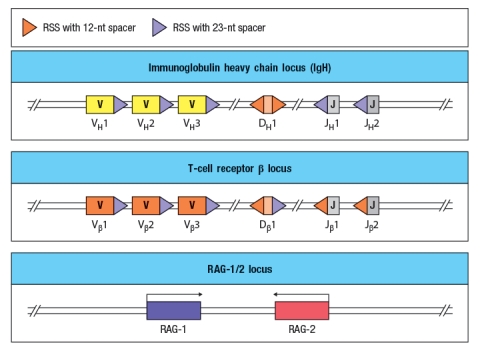  Immunodeficiency diseases arise when individuals lack one or more components of their immune system, and are identified by an individual's history of persistent or recurrent infections. Some genetic defects (mutations or small deletions) can cause profound defects in an immune cell population; alternatively, in some cases, such small defects occur that there is no visible effect on immune responses. The diagram in Figure shows simplified versions of the immunoglobulin heavy chain locus, the T-cell receptor  \beta chain locus, and the locus encoding the RAG-1 and RAG-2 recombinases. For the sake of this question, imagine that these diagrams represent all of the gene segments present in the immunoglobulin heavy chain and T-cell receptor  \beta  chain locus.   You now analyze five individuals, each of which has a single inactivating mutation in a region of one of these three loci. These mutations are each indicated by a red 'X' in Figure , and are numbered 1-5. For each of these inactivating mutations, indicate the alterations and/or defects that would be seen in the repertoire of antigen receptors found in mature B and T cells in that individual. Also, for each mutation, indicate whether the individual would likely show any immunodeficiency, such as a history of recurrent infections.   <div style=padding-top: 35px>  