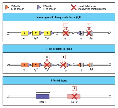  Immunodeficiency diseases arise when individuals lack one or more components of their immune system, and are identified by an individual's history of persistent or recurrent infections. Some genetic defects (mutations or small deletions) can cause profound defects in an immune cell population; alternatively, in some cases, such small defects occur that there is no visible effect on immune responses. The diagram in Figure shows simplified versions of the immunoglobulin heavy chain locus, the T-cell receptor  \beta chain locus, and the locus encoding the RAG-1 and RAG-2 recombinases. For the sake of this question, imagine that these diagrams represent all of the gene segments present in the immunoglobulin heavy chain and T-cell receptor  \beta  chain locus.   You now analyze five individuals, each of which has a single inactivating mutation in a region of one of these three loci. These mutations are each indicated by a red 'X' in Figure , and are numbered 1-5. For each of these inactivating mutations, indicate the alterations and/or defects that would be seen in the repertoire of antigen receptors found in mature B and T cells in that individual. Also, for each mutation, indicate whether the individual would likely show any immunodeficiency, such as a history of recurrent infections.   <div style=padding-top: 35px>  