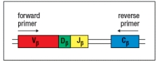  T-cell receptor spectratype analysis is used to examine the diversity of T-cell receptor  \beta chain sequences in an individual's T cells. For this technique, T cells are isolated from a sample of thymocytes (developing T cells) or mature peripheral T cells from an individual. The mRNA is isolated from these cells and cDNA is generated by reverse transcription. This pool of cDNA is mixed with PCR primers that are used to amplify part of the rearranged T-cell receptor  \beta  chain sequence containing the complete CDR3. The position of these primers relative to the rearranged T-cell receptor  \beta  chain gene in the DNA locus is shown in Figure. Following the PCR amplification, the heterogeneous mixture of DNA molecules is then size-separated by electrophoresis on an apparatus that can separate molecules that differ by a single nucleotide. At the end, the quantity of material deposited in each band of a given nucleotide sequence length is quantified by densitometry, and the spectratype trace is produced. The x-axis of the spectratype depicts the number of nucleotides in each PCR product from the beginning of the forward primer to the end of the reverse primer.        a) Panel A of Figure shows the spectratype trace of mature peripheral T cells from a healthy individual. What is explanation for the separation of the heterogeneous population of T-cell receptor  \beta  chain sequences into multiple sharp peaks of size lengths?   b) Panel B shows T cells from an individual that is missing an important enzyme that contributes to T-cell receptor  \beta  chain diversity during the recombination process. Which enzyme is most likely absent in this individual?  c) Panel C shows the spectratype analysis of T-cell receptor  \beta  chain sequences in developing T cells that have just completed the V-D-J recombination process. Explain why this spectratype looks different from the one shown in panel A.  d) Panel D shows a more restricted example of spectratype analysis, where the forward primer used only binds to one specific V \beta  sequence. In this example, the primer is specific for V \beta 17. When such a V \beta -specific primer is used, the spectratype analysis only shows the junctional sequence lengths for T cells whose  \beta  chain uses V \beta 17. In a healthy individual, the V \beta 17 spectratype would like just like the one shown in panel A; in other words, it would show a random distribution of V \beta 17<sup>+</sup> T-cell receptor  \beta  chains with a normal distribution of junctional lengths. However, in this case, the individual being studied has been infected with influenza virus, and is in the midst of a robust T cell response against the virus. What is the likely explanation for the non-random pattern of peaks on the V \beta 17 spectratype from this individual at this timepoint? 