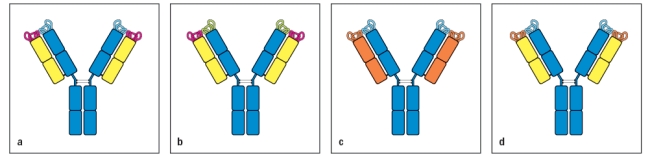 Which of the two antibodies shown in Figure are most likely to have the same antigen-binding specificity? Explain your reasoning.