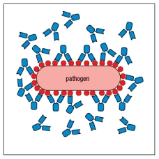 <strong>The drawing in Figure shows antibodies bound to repetitive epitopes on the surface of a bacterial pathogen. Even though all of these epitopes are identical, not all of them have antibodies bound to them. Figure The most likely explanation for this failure of antibodies to bind to every possible epitope on the surface of the pathogen is:</strong> A) There is an insufficient amount of antibody to saturate all the epitopes. B) The pathogen has an immune evasion strategy to avoid antibody binding to all epitopes. C) Some of the epitopes cannot bind antibody due to steric hindrance. D) The antibodies are only able to bind when both antigen-binding sites are engaged on the pathogen surface. E) The epitopes on the pathogen are not all in the same conformation, so not all will bind the same antibody.