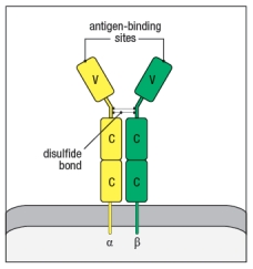 \alpha : \beta TCRs are membrane-bound proteins comprised of two polypeptides linked by a disulfide bond. Both polypeptide components of the \alpha : \beta TCR are members of the immunoglobulin superfamily, and each of their domains share structural similarity with regions of antibody proteins. However, due to the different functions of TCRs versus antibodies, the overall domain organization of the TCR is not the same as for an antibody. In the cartoon in Figure Q14), describe three features that are incorrect illustrations of the \alpha : \beta TCR.
