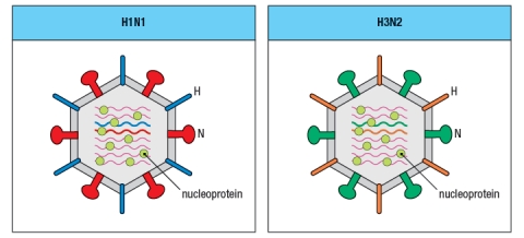Synthesis question: For the last five years, the seasonal flu vaccine has contained a mixture of two Influenza A strains and one Influenza B strain. The Influenza A strains were categorized as H1N1 and H3N2 subtypes. This nomenclature refers to the sequences of the two surface glycoproteins on the Influenza A virus particle, the hemaglutinin (H) and the neuraminidase (N). Antibodies specific for these glycoproteins are known to be effective at preventing flu infection. a) The highly pathogenic Asian avian flu causes a fatal infection in about 60% of the individuals infected. The seasonal flu vaccine does not provide protection against this strain of Influenza. Is the highly pathogenic Asian avian flu likely to be an H1N1 or H3N2 strain of influenza? Why or why not? In the seasonal vaccine, the two strains of Influenza A, H1N1 and H3N2, are both required to provide protection to individuals exposed to one or the other of the viral strains. Currently, research efforts are focused on trying to generate protective CD8 T cell responses to Influenza A, with the goal of generating a 'universal' or broadly neutralizing vaccine that would provide protection against multiple strains of the virus, even those not included in the vaccine. b) Based on the information provided in the cartoon of the two viral strains shown in Figure , what is the reasoning for expecting CD8 T cell responses to be protective against multiple different strains of Influenza A? From year to year, the Influenza A strains circulating in the population undergo a process known as 'antigenic drift' in which mutations accumulate in the viral genes, leading to modest changes in the amino acid sequences of the viral proteins. Due to this antigenic drift, different isolates of the H1N1 or H3N2 strains are included in the annual flu vaccine. Shown in Figure are some of the regions of viral proteins that often undergo antigenic drift from year to year. c) What is the minimum number of amino acids that needs to change for a neutralizing antibody to the neuraminidase of the H1N1 strain on the left to no longer bind to the neuraminidase of the H1N1 strain on the right?
