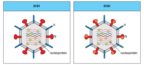 Synthesis question: For the last five years, the seasonal flu vaccine has contained a mixture of two Influenza A strains and one Influenza B strain. The Influenza A strains were categorized as H1N1 and H3N2 subtypes. This nomenclature refers to the sequences of the two surface glycoproteins on the Influenza A virus particle, the hemaglutinin (H) and the neuraminidase (N). Antibodies specific for these glycoproteins are known to be effective at preventing flu infection. a) The highly pathogenic Asian avian flu causes a fatal infection in about 60% of the individuals infected. The seasonal flu vaccine does not provide protection against this strain of Influenza. Is the highly pathogenic Asian avian flu likely to be an H1N1 or H3N2 strain of influenza? Why or why not? In the seasonal vaccine, the two strains of Influenza A, H1N1 and H3N2, are both required to provide protection to individuals exposed to one or the other of the viral strains. Currently, research efforts are focused on trying to generate protective CD8 T cell responses to Influenza A, with the goal of generating a 'universal' or broadly neutralizing vaccine that would provide protection against multiple strains of the virus, even those not included in the vaccine. b) Based on the information provided in the cartoon of the two viral strains shown in Figure , what is the reasoning for expecting CD8 T cell responses to be protective against multiple different strains of Influenza A? From year to year, the Influenza A strains circulating in the population undergo a process known as 'antigenic drift' in which mutations accumulate in the viral genes, leading to modest changes in the amino acid sequences of the viral proteins. Due to this antigenic drift, different isolates of the H1N1 or H3N2 strains are included in the annual flu vaccine. Shown in Figure are some of the regions of viral proteins that often undergo antigenic drift from year to year. c) What is the minimum number of amino acids that needs to change for a neutralizing antibody to the neuraminidase of the H1N1 strain on the left to no longer bind to the neuraminidase of the H1N1 strain on the right?