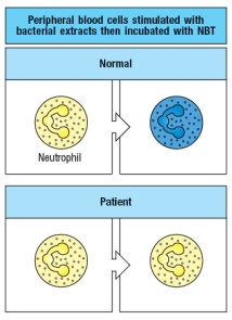 The NBT (Nitro Blue Tetrazolium) test is used to diagnose the genetic disorder Chronic Granulomatous Disease (CGD). To perform this test, peripheral blood cells from the patient are stimulated with bacterial extracts, and then incubated with the NBT compound. Normal neutrophils turn blue in this test due to cleavage of the compound, while patient neutrophils remain uncolored, as shown in Figure.    Name a neutrophil receptor that is likely to be stimulated by the bacterial extract in this assay, and describe how this receptor regulates the activity of the enzyme that cleaves NBT.