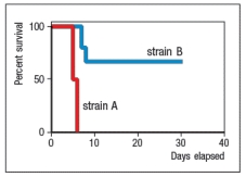  Two strains of mice were infected with 5  \times  10<sup>4</sup> PFU of Influenza A virus, and the survival data shown in Figure were obtained.    Next, both strains were infected again with Influenza A, and levels of type I interferons (IFN- \alpha  and IFN- \beta )  were measured and found to be similar between the two strains. Likewise, cells from both strains expressed similar levels of the IFN- \alpha / \beta receptor (IFNAR) . Which of the following proteins might be more highly expressed in strain B than in strain A following Influenza A infection? A)  MHC class I B)  Mx-1 C)  TLR4 D)  Complement C3 E)  ICAM-1 