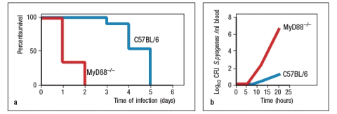   Streptococcus pyogenes is a Group A Streptococcal (GAS) bacterium that causes a variety of diseases, depending on the tissue that is infected. Most frequently, this bacterium causes strep throat and localized infections in the skin. However, on occasion, the bacteria spread to the blood, and can a cause life-threatening infection that has a mortality rate of ~25%. Studies in mouse models have shown that the recruitment of neutrophils to the site of infection is essential in the efficient elimination of a Group A strep infection. To determine the innate immune pathways involved in protection against GAS, mice lacking the adapter protein MyD88 were tested for their response to GAS compared with wild-type (C57BL/6) control mice. For these studies, mice were infected with 10<sup>4</sup> PFU of GAS subcutaneously (under the skin). The results are shown in Figure.      To assess the magnitude of the increased susceptibility of MyD88<sup>-/-</sup> mice to GAS, mice were tested with increasing doses of bacteria, and the LD<sub>50</sub> (dose required to generate a lethal infection in 50% of the mice) was calculated. The conclusion of this analysis was an LD<sub>50</sub> of 2  \times  10<sup>6</sup> PFU for the wild-type mice, and <1  \times  10<sup>4</sup> for the MyD88<sup>-/- </sup>mice. In addition, when mice were infected with 5  \times  10<sup>7</sup> PFU of GAS subcutaneously, as shown in Figure panel A, all the mice eventually succumbed to the infection, but the average survival time of the wild-type mice was significantly longer than for the MyD88<sup>-/-</sup> mice. In addition, measurements of bacterial counts in the blood within the first day post-infection (panel B) confirmed the poor innate immune response of the MyD88<sup>-/-</sup> mice.       However, when various knockouts of individual TLRs were tested, none of them showed increased susceptibility to GAS of a magnitude similar to the MyD88<sup>-</sup>/<sup>-</sup> mice; similarly, double knockouts of several TLRs in various combinations also failed to recapitulate the severe defect in innate immune response observed in the absence of MyD88. a) Propose an explanation for the importance of MyD88 in the innate immune response to GAS.  b) If TLRs are not required for the innate immune response to GAS, what other sensor of bacterial components is a good candidate to induce the transcription of pro-inflammatory cytokine genes? To investigate the innate immune response to GAS further, macrophages were isolated from mice, and cultured together with live GAS bacteria. In addition to macrophages from wild-type  mice, macrophages were also isolated from MyD88<sup>-/-</sup>, RIP2<sup>-/-</sup>, TAK1<sup>-/-</sup> and ASC<sup>-/-</sup> mice. After 18 hours of incubation, the supernatants from these cultures were test for IL-1 \beta  and TNF- \alpha concentrations. The results are shown in Figure C.signaling; RIP2 for NOD receptor signaling; TAK1 for TLR and NOD receptor signaling; ASC for NLRP3 signaling to activate Caspase-1)       c) Based on these data, what can you conclude about the function of MyD88 in the innate response to GAS?   d) On the graphs in Figure , draw the expected results for IL-1β and TNF- \alpha  mRNA levels in these macrophages. The results from wild-type macrophages are shown for reference.   