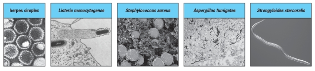 The immune system uses several types of effector modules to protect us against different categories of pathogens. Four major types of pathogens are shown in Figure .    a) Which of these categories might be effectively eliminated by innate immune responses that include antimicrobial peptides and phagocytic cells such as neutrophils and macrophages? Explain your answer. b) Which of these categories of pathogenic organisms might be most effectively dealt with by antibodies, if the innate response is insufficient for their eradication? c) Which of these categories of pathogenic organisms would require T lymphocyte responses for their elimination?