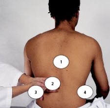 When assessing a patient with a urinary tract infection,indicate on the accompanying figure where the nurse will percuss to assess for possible pyelonephritis.   A)  1 B)  2 C)  3 D)  4