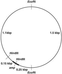 Figure 9.1    -In Figure 9.1, after digestion with the appropriate restriction enzyme, what is the smallest piece containing the entire ampicillin-resistance (amp)  gene? A)  0.17 kbp B)  0.25 kbp C)  1.50 kbp D)  3.00 kbp E)  1.08 kbp