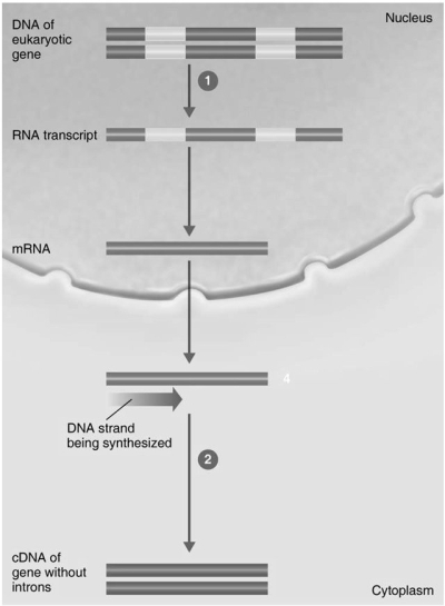 Figure 9.2    -In Figure 9.2, the enzyme in step 1 is A)  DNA polymerase. B)  RNA polymerase. C)  reverse transcriptase. D)  DNA ligase. E)  spliceosome.