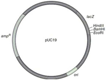 Figure 9.5    -In Figure 9.5, the marker genes used for selecting recombinant DNA are A)  ampR and lacZ. B)  HindIII, BamHI, and EcoRI. C)  ampR and ori. D)  ori. E)  lacZ and ori.