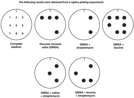 Figure 8.1   In Figure 8.1, which colonies are streptomycin-resistant and leucine-requiring? A)  1, 2, 3, and 9 B)  3 and 9 C)  4 and 8 D)  4, 6, and 8 E)  5 and 6