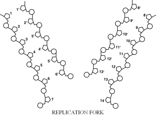 Figure 8.2    -In Figure 8.2, base 2 (and ONLY the base)  is covalently bound/attached to A)  deoxyribose. B)  phosphate. C)  thymine. D)  ribose. E)  The answer cannot be determined based on the information provided.