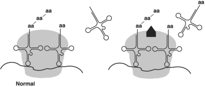 Figure 8.4   In Figure 8.4, the antibiotic chloramphenicol binds the 50S large subunit of a ribosome as shown (the light gray area is the large subunit, while the black shape is the drug) . From this information you can conclude that chloramphenicol A)  prevents translation in eukaryotes. B)  prevents translation in prokaryotes. C)  prevents transcription in eukaryotes. D)  prevents mRNA-ribosome binding. E)  prevents transcription in prokaryotes.