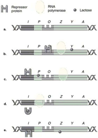 Figure 8.5   In Figure 8.5, which model of the lac operon correctly shows RNA polymerase, lactose, and repressor protein when the structural genes are being transcribed? A)  a B)  b C)  c D)  d E)  e