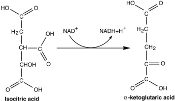 Figure 5.1   Which compound is being reduced in the reaction shown in Figure 5.1? A)  α-ketoglutaric acid and NAD+ B)  NADH and isocitric acid C)  NADH D)  isocitric acid and α-ketoglutaric acid E)  NAD+