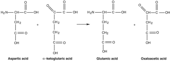 Figure 5.2   What type of reaction is in Figure 5.2? A)  decarboxylation B)  dehydrogenation C)  oxidation D)  reduction E)  transamination