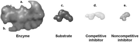 Figure 5.3   How would a noncompetitive inhibitor interfere with a reaction involving the enzyme shown in Figure 5.3? A)  It would bind to a. B)  It would bind to b. C)  It would bind to c. D)  It would bind to d. E)  The answer cannot be determined based on the information provided.