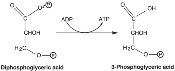 Figure 5.4   How is ATP generated in the reaction shown in Figure 5.4? A)  glycolysis B)  oxidative phosphorylation C)  photophosphorylation D)  fermentation E)  substrate-level phosphorylation