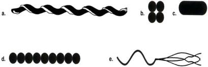 Figure 4.1    -Which drawing in Figure 4.1 is a tetrad? A)  a B)  b C)  c D)  d E)  e