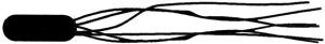 Figure 4.2   Which of the following terms best describes the cell in Figure 4.2? A)  peritrichous flagella B)  monotrichous flagellum C)  amphitrichous flagella D)  lophotrichous flagella E)  axial filament